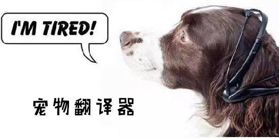 人狗翻译器_人翻译成狗语的软件_翻译狗在线翻译器