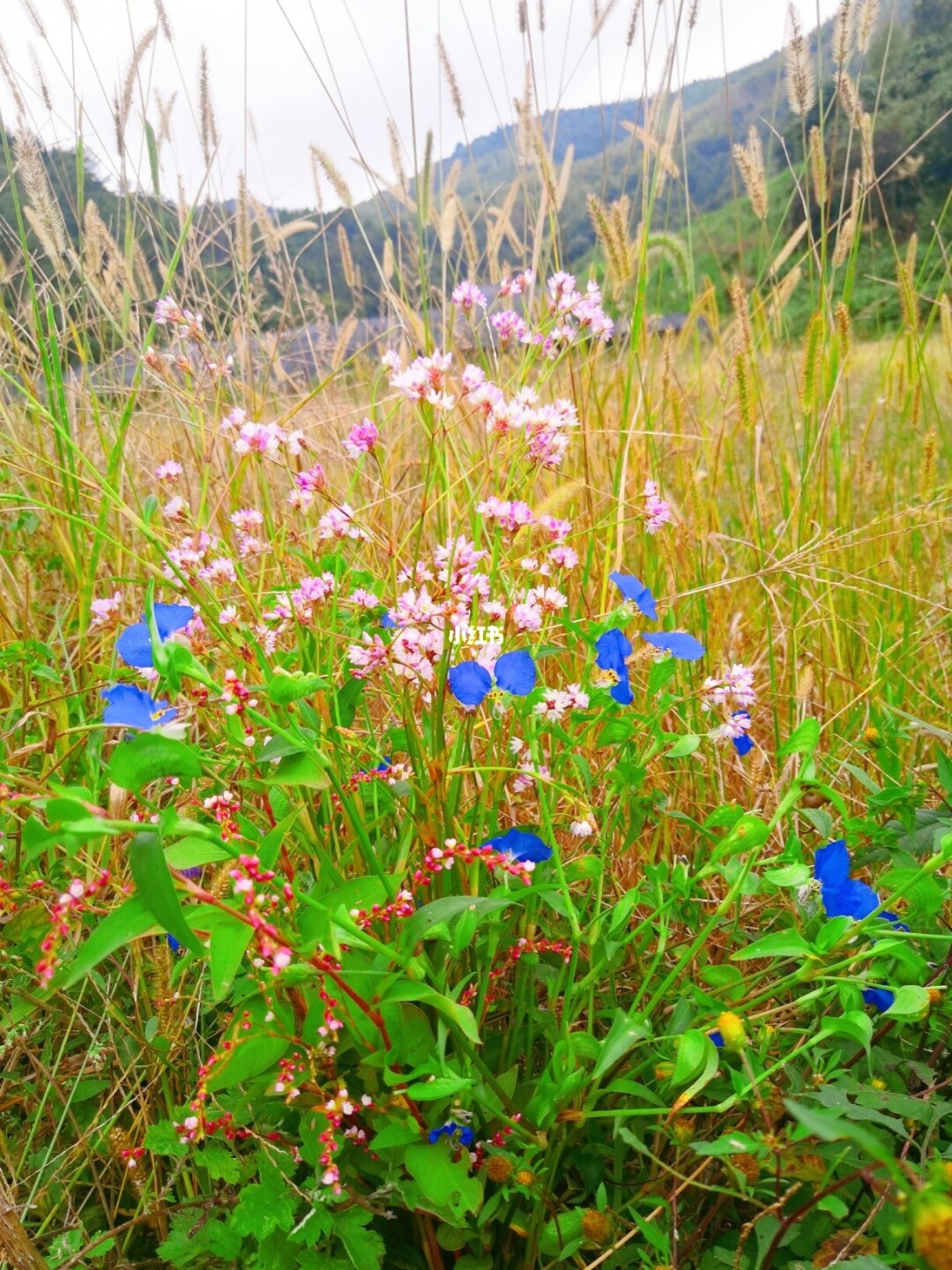 视频野花直播大全免费观看_野花直播视频大全_视频野花直播大全在线观看