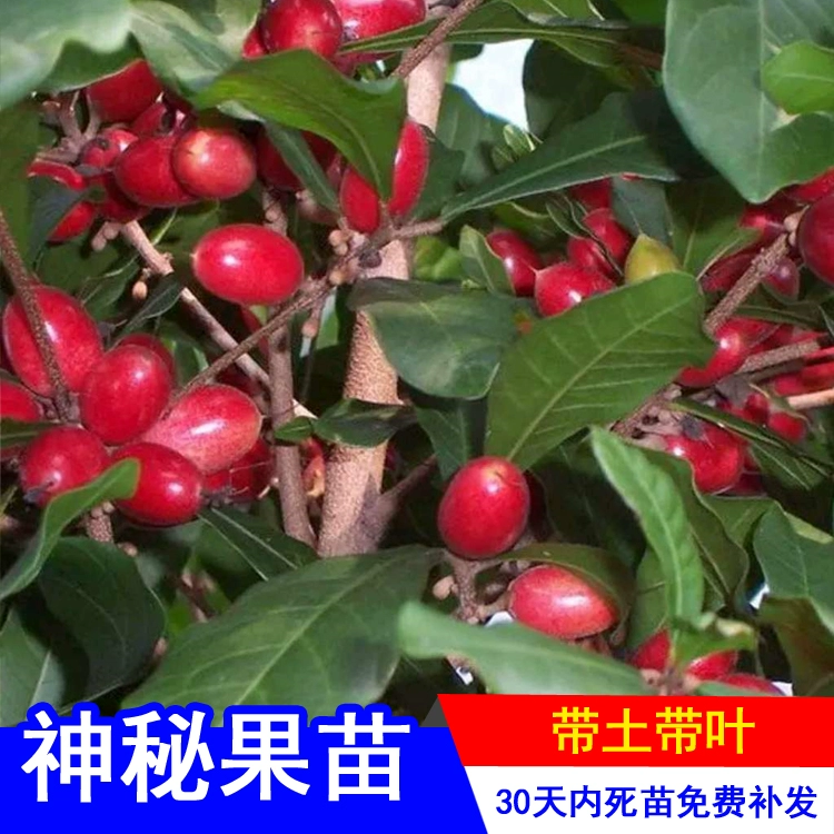 奇异果vip永久免费版账号_奇异果vip和爱奇艺通用吗_奇异果vip