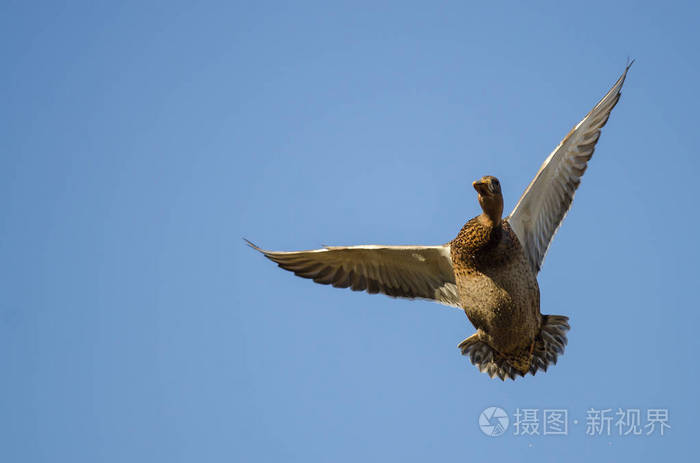 御龙在天国战木鸟_龙鸟_鸟龙的图片