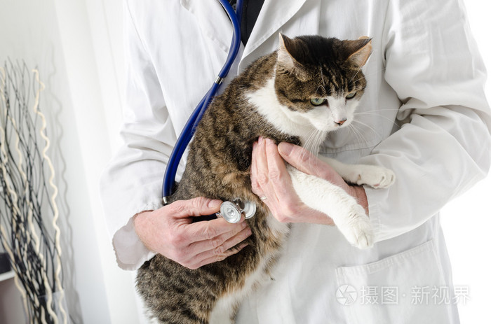 猫爪app怎么没了_猫爪app官网_猫爪app