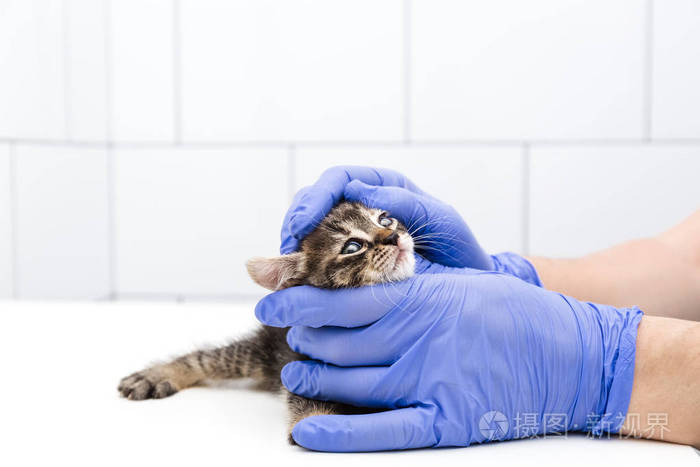 猫爪app官网_猫爪app怎么没了_猫爪app