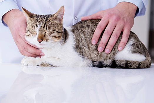 猫爪app_猫爪app怎么没了_猫爪app官网