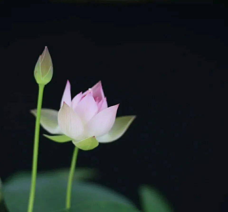脱身红尘的意思_脱身红尘里_脱身红尘