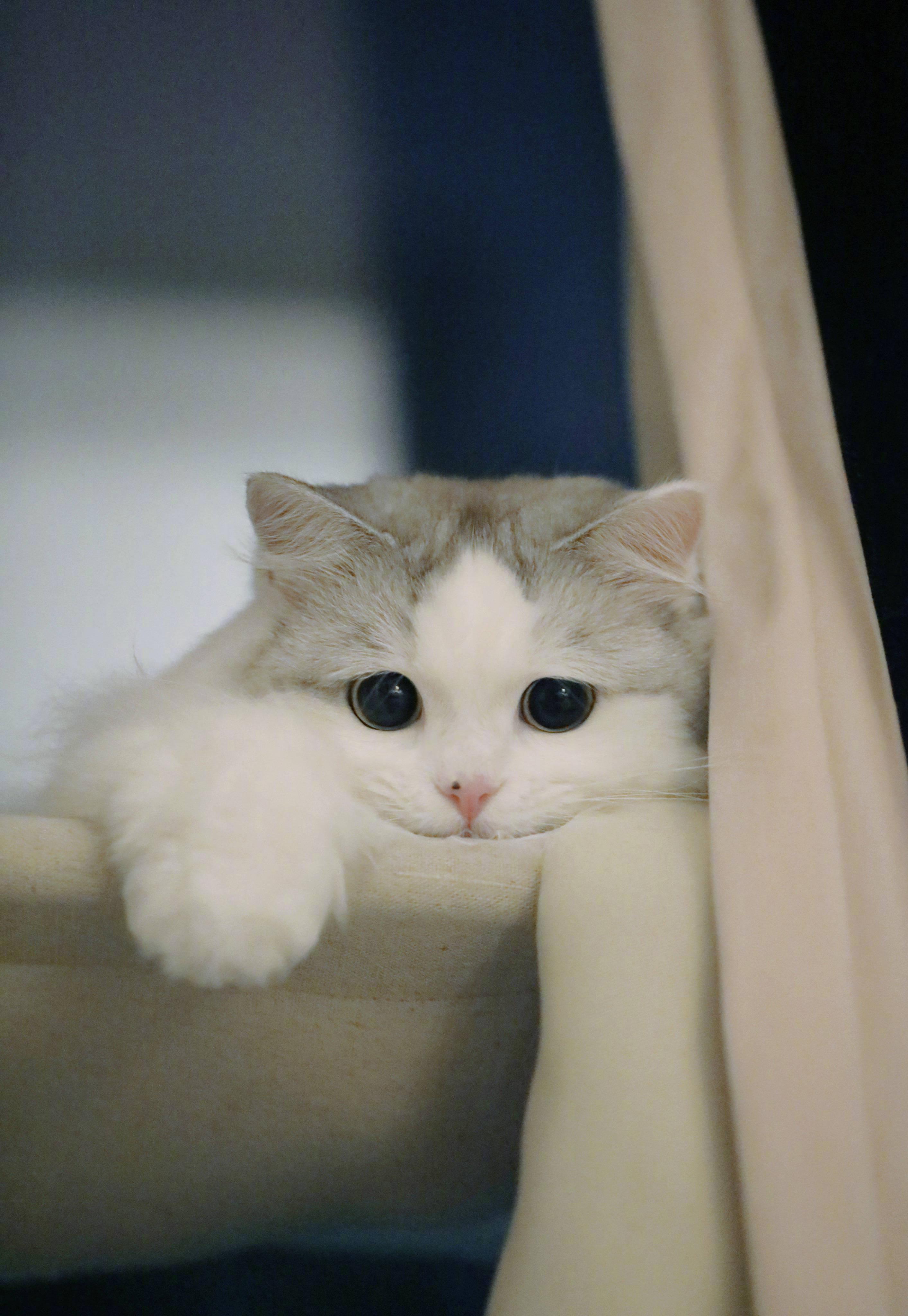 游戏小伴龙下载安装到手机_手机猫咪游戏大全_猫咪看手机视频小游戏下载