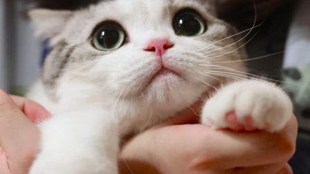 手机猫咪游戏大全_游戏小伴龙下载安装到手机_猫咪看手机视频小游戏下载