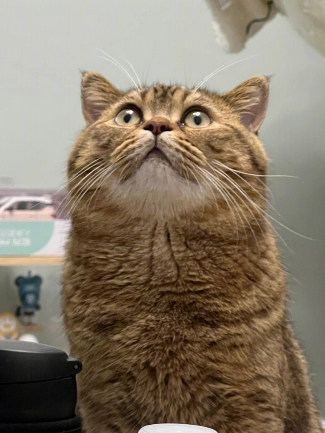 手机猫咪游戏大全_游戏小伴龙下载安装到手机_猫咪看手机视频小游戏下载