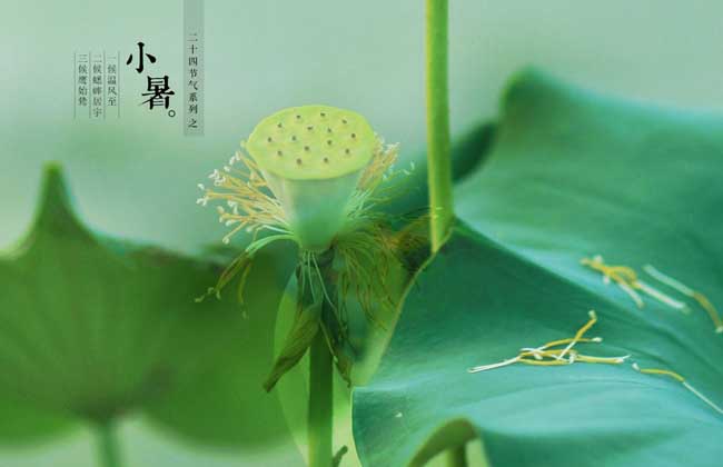 小暑号是什么意思_小暑是几月几号_小暑是几月几号几时