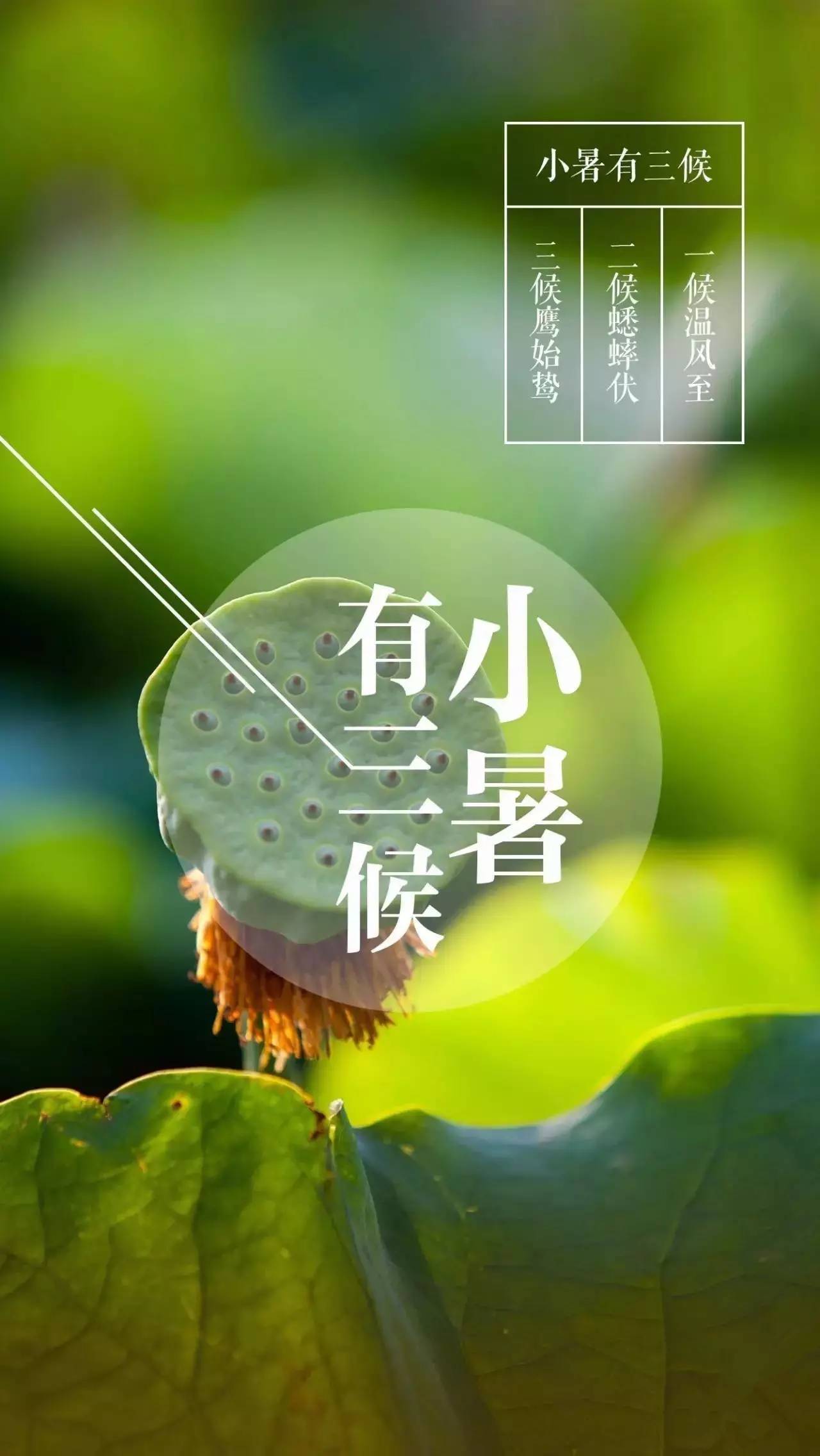 小暑是几月几号_小暑是几月几号几时_小暑号是什么意思