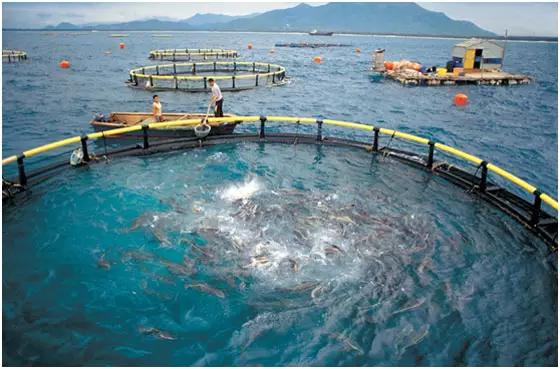 海鲜手机游戏_唯美海鲜游戏_海鲜下载
