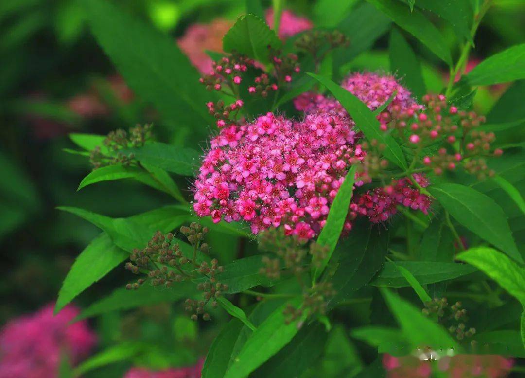 麻叶绣线菊_麻叶绣线菊的果实类型_麻叶绣线菊是常绿还是落叶