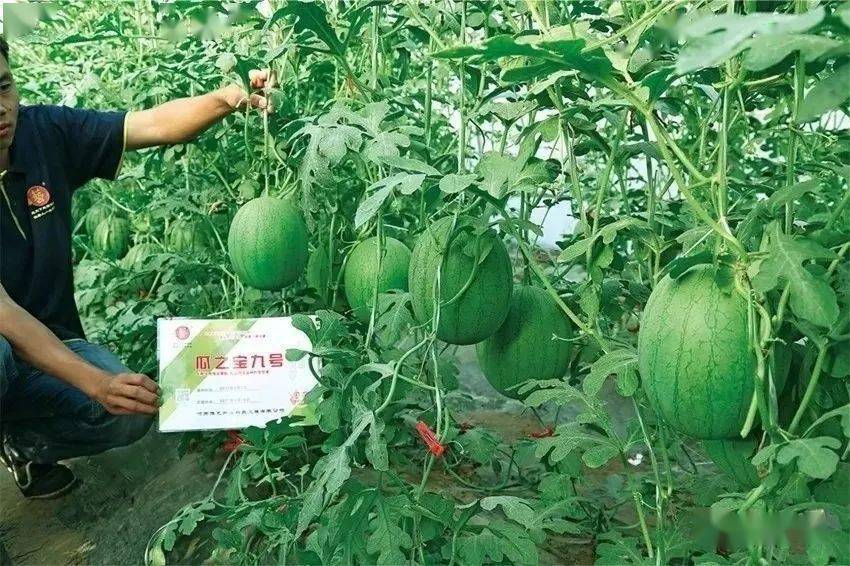 西瓜投手图片_西瓜投手简笔画_西瓜投手