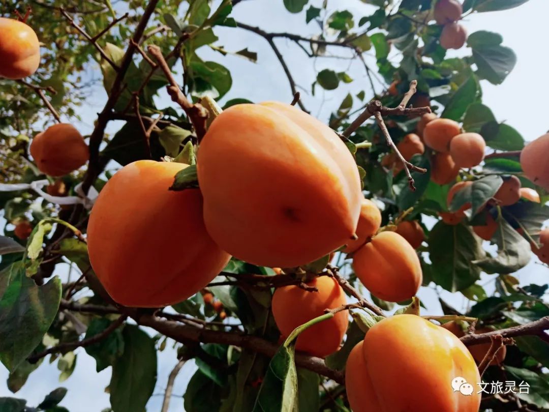 孟夏是几月_孟夏月是谁呀_孟夏月是艺人吗