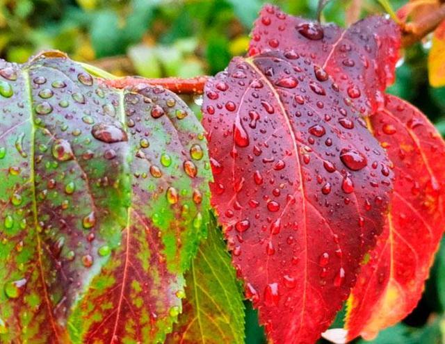 秋雨凉爽的唯美句子_一场秋雨一场凉_秋雨凉心