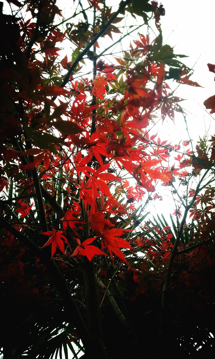 秋雨凉爽的唯美句子_一场秋雨一场凉_秋雨凉心