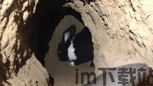 超级兔子数据恢复安卓版(图1) 超级兔子数据恢复安卓版(图1)