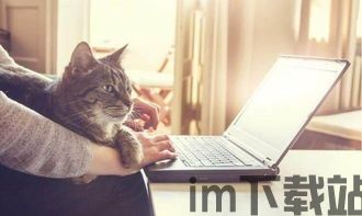 区块链养猫,虚拟宠物经济的崛起与未来趋势(图1) 区块链养猫,虚拟宠物经济的崛起与未来趋势(图1)