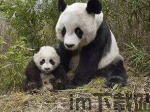飞猫云官网版 (图1) 飞猫云官网版 (图1)