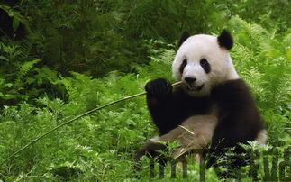 飞猫云官网版 (图3) 飞猫云官网版 (图3)