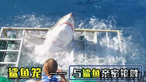 大白鲨加速器 (图1)